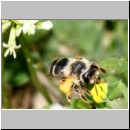 Andrena flavipes - Sandbiene w17b 9mm OS-Hasbergen-Lehmhuegel.jpg